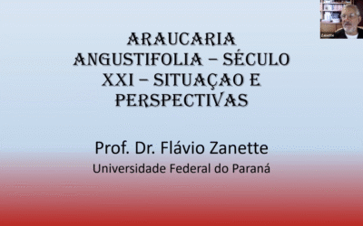 Cenário atual da araucária angustifolia é debatido na reunião semanal do Comitê de Infraestrutura